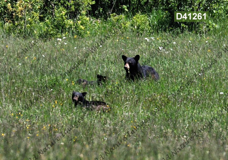 American Black Bear (Ursus americanus)